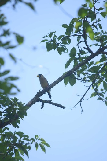 2022年5月29日(日) 高尾山の野鳥観察記録