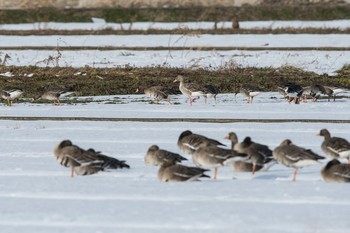 ハイイロガン 場所が不明 2018年2月12日(月)