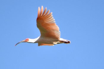 Crested Ibis 佐渡 Tue, 10/18/2022