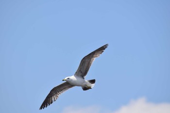 ウミネコ 葛西臨海公園 2022年6月4日(土)