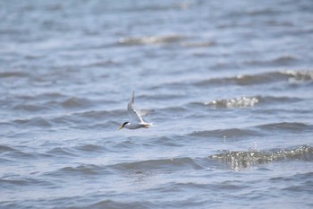 2022年6月4日(土) 葛西臨海公園の野鳥観察記録