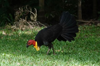 Australian Brushturkey ケアンズ Thu, 9/29/2022