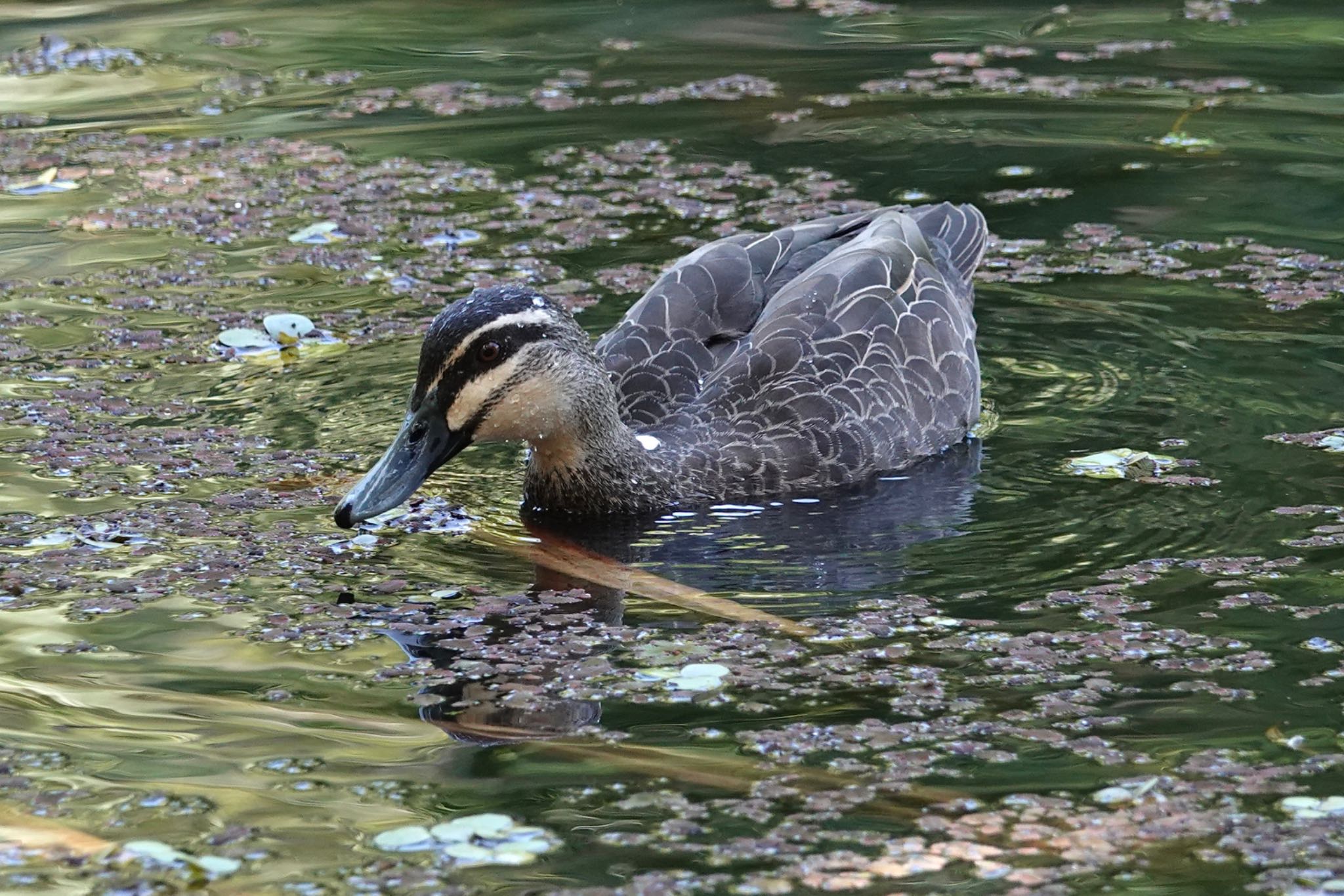 Photo of Pacific Black Duck at ケアンズ by のどか