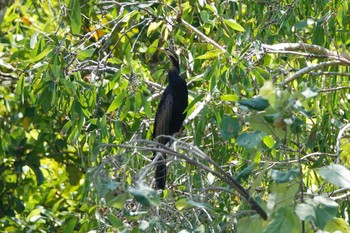 Australasian Darter ケアンズ Thu, 9/29/2022