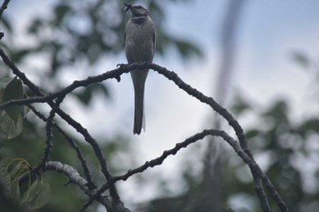 2022年6月5日(日) 新宿御苑の野鳥観察記録