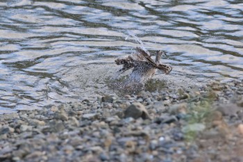 チュウシャクシギ 福岡県 2022年10月19日(水)