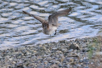 チュウシャクシギ 福岡県 2022年10月19日(水)