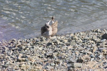 チュウシャクシギ 福岡県 2022年10月19日(水)