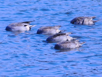 オナガガモ 東京港野鳥公園 2022年10月16日(日)