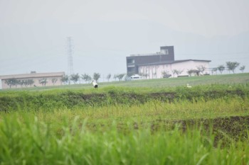 2022年6月11日(土) 渡良瀬遊水地の野鳥観察記録