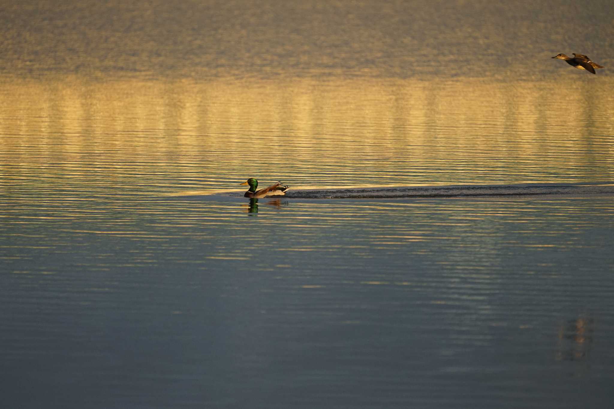 Photo of Mallard at 潟ノ内(島根県松江市) by ひらも