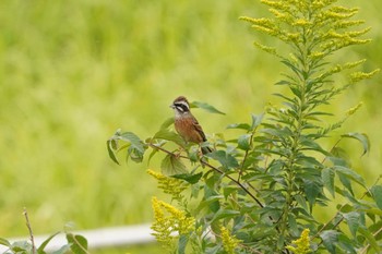 Meadow Bunting 狭山湖堤防 Sun, 10/16/2022