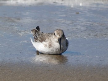 2022年10月19日(水) 千里浜(石川県羽咋市)の野鳥観察記録