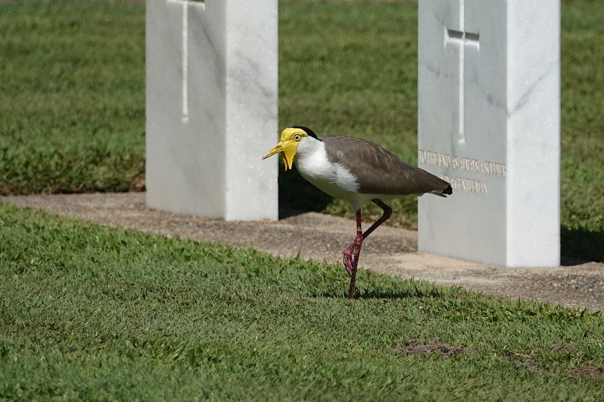 Photo of Masked Lapwing at ケアンズ by のどか