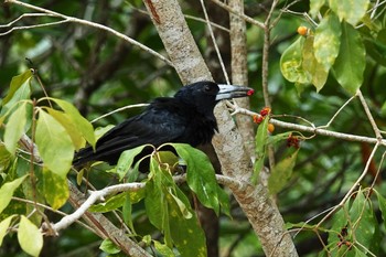 Black Butcherbird ケアンズ Thu, 9/29/2022