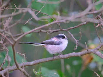 Long-tailed Tit 東京都立桜ヶ丘公園(聖蹟桜ヶ丘) Wed, 10/19/2022