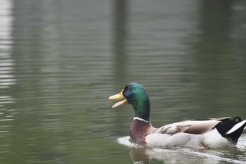 マガモ 石神井公園 2022年6月18日(土)