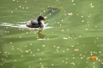 カイツブリ 石神井公園 2022年6月18日(土)