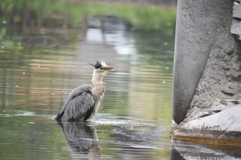 2022年6月18日(土) 石神井公園の野鳥観察記録