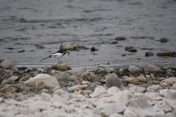 2022年7月3日(日) 多摩川(浅川合流付近)の野鳥観察記録
