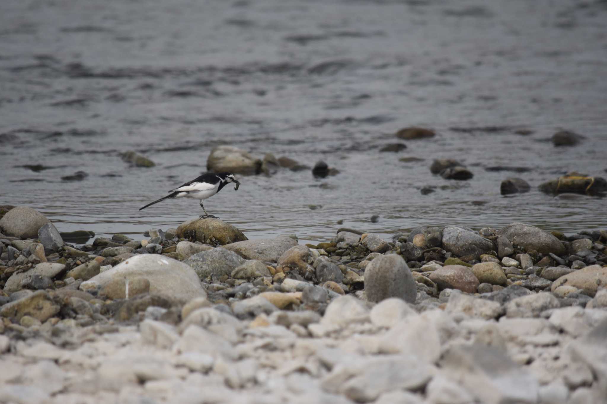 White Wagtail