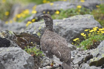 Sat, 7/9/2022 Birding report at 乗鞍岳