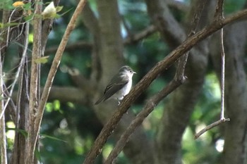 2022年10月20日(木) 京都御苑の野鳥観察記録