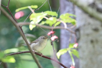 ウグイス 真駒内公園 2022年10月9日(日)