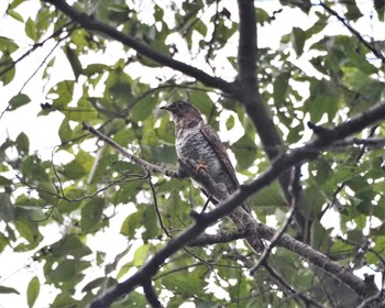 Oriental Cuckoo Mizumoto Park Tue, 10/11/2022