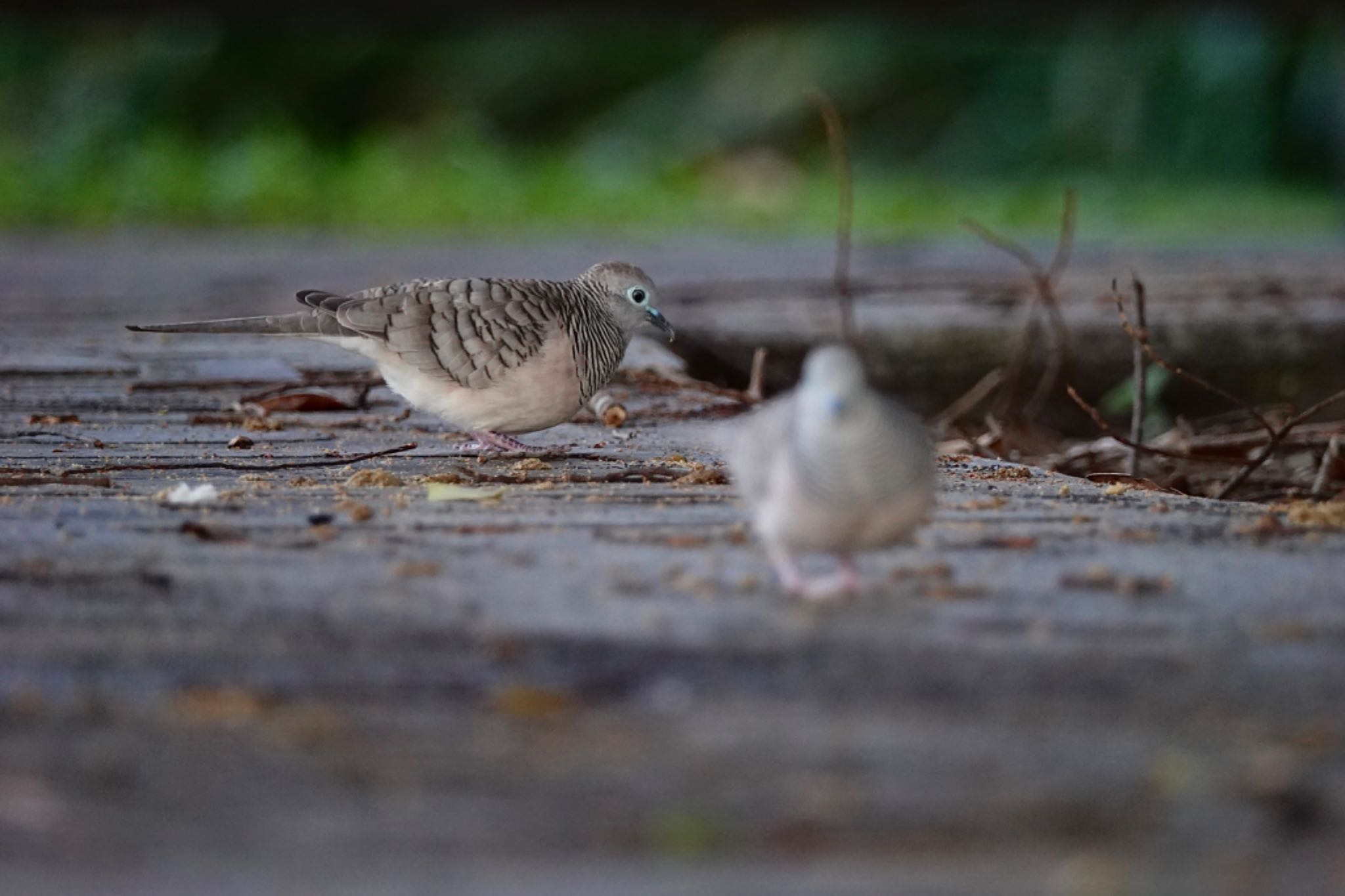 Peaceful Dove