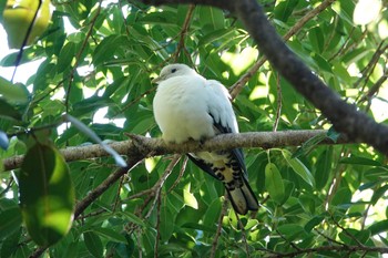 Torresian Imperial Pigeon ケアンズ Fri, 9/30/2022