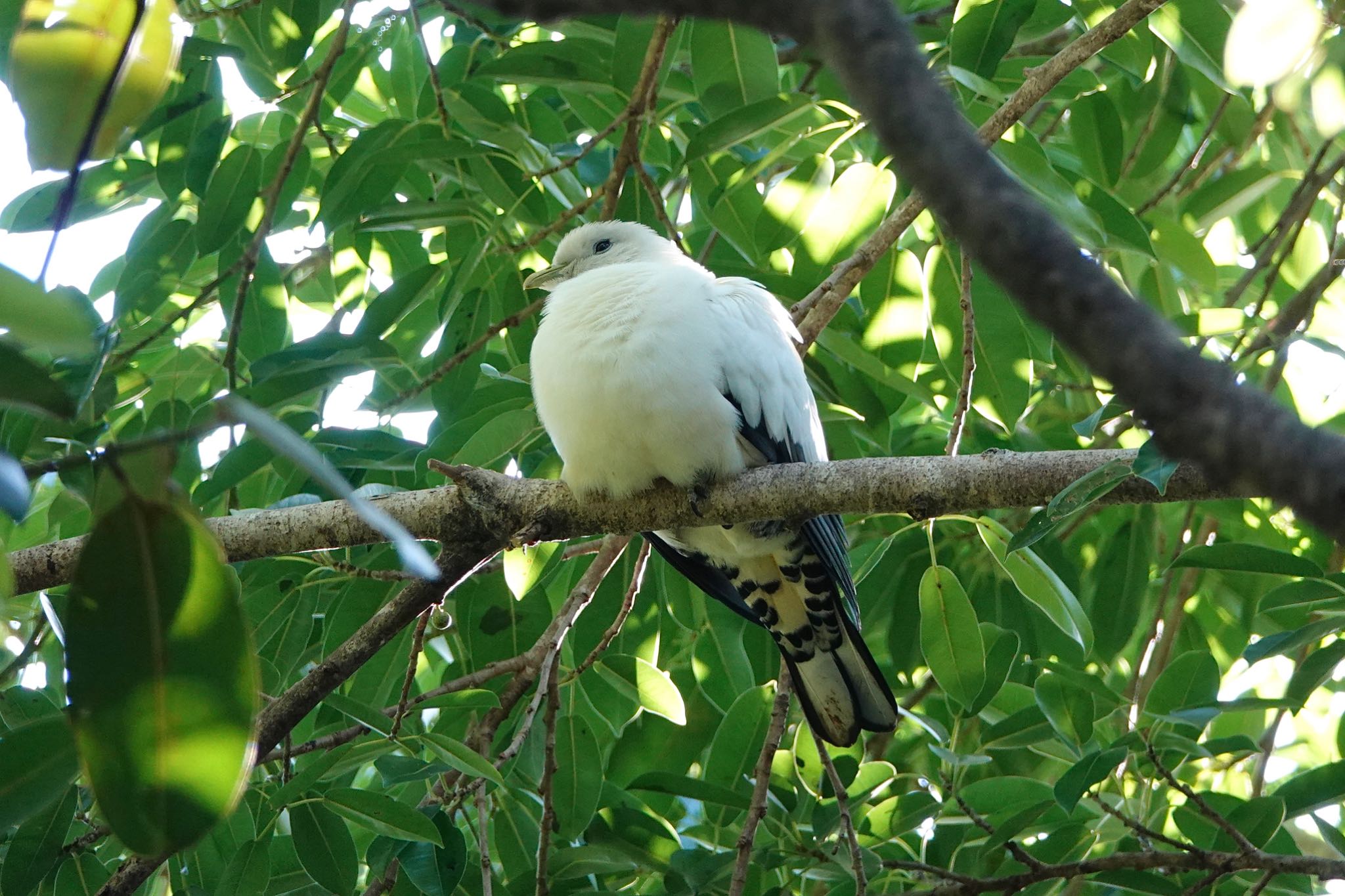 Torresian Imperial Pigeon