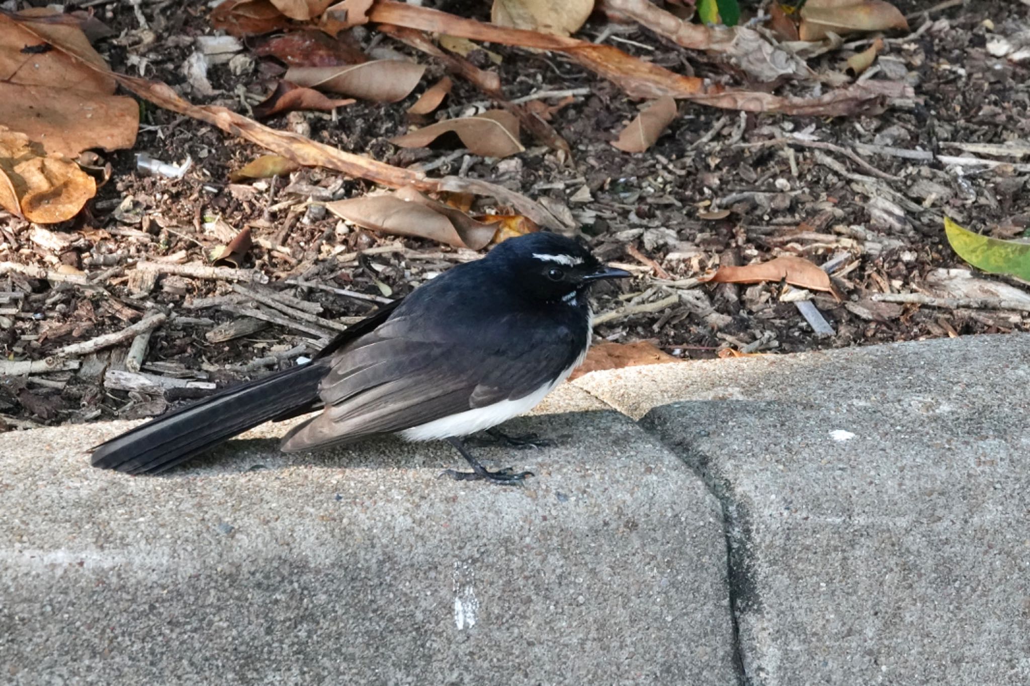 Willie Wagtail