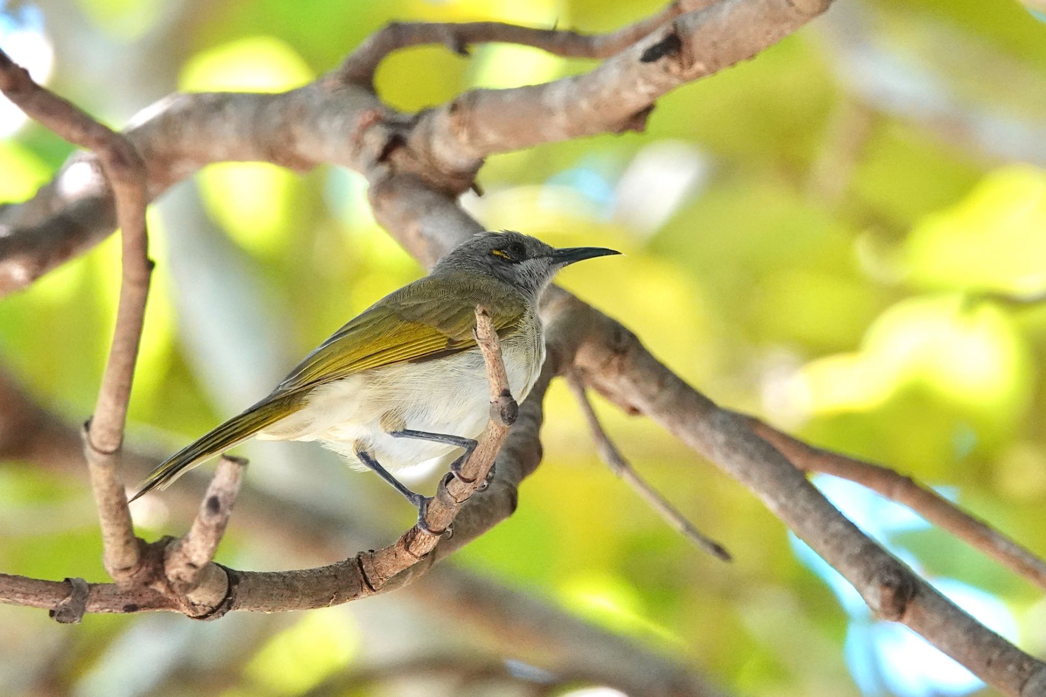 Brown Honeyeater