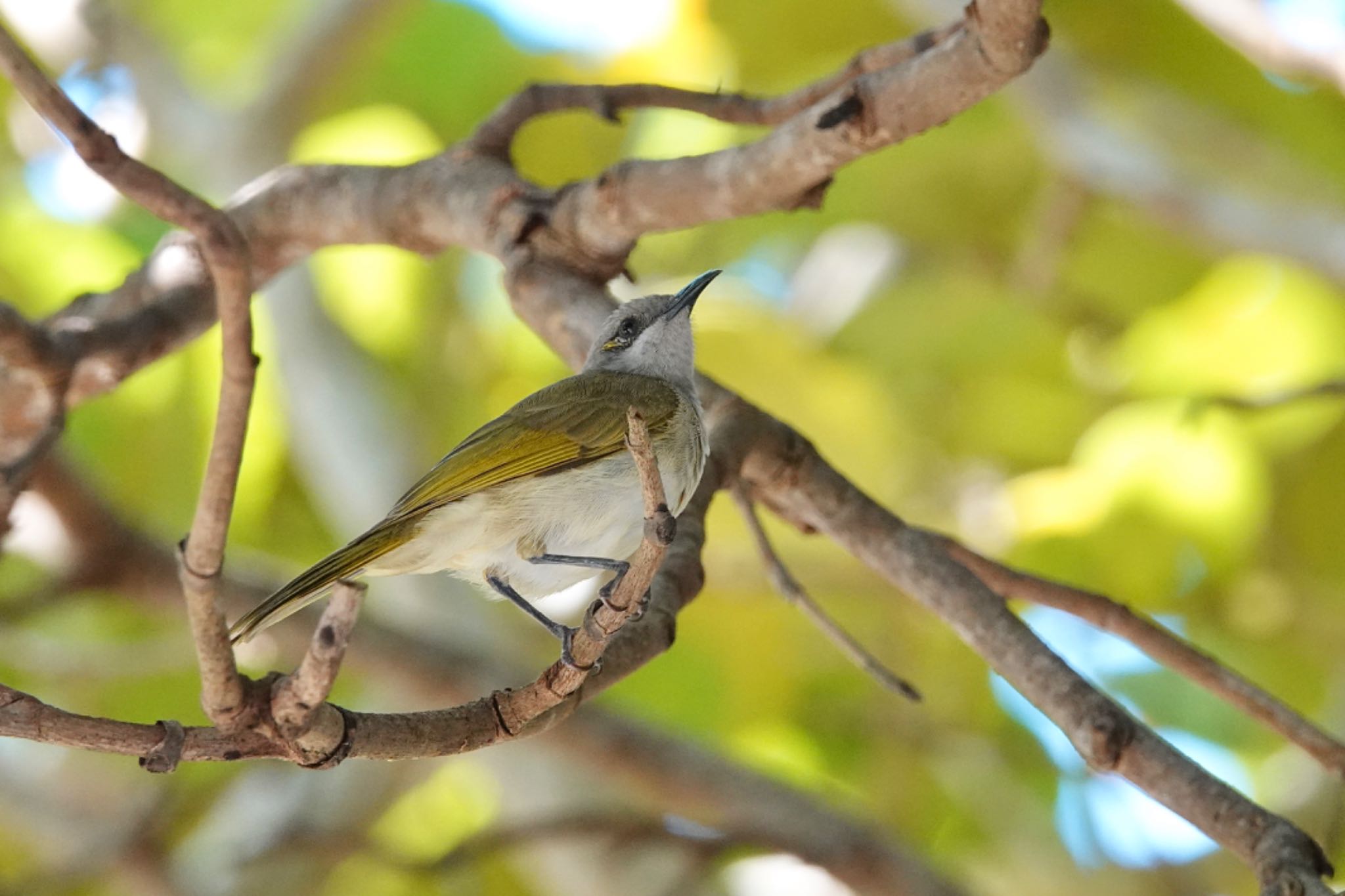 Brown Honeyeater