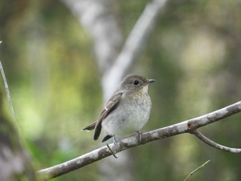 Narcissus Flycatcher 御胎内清宏園 Sat, 10/8/2022