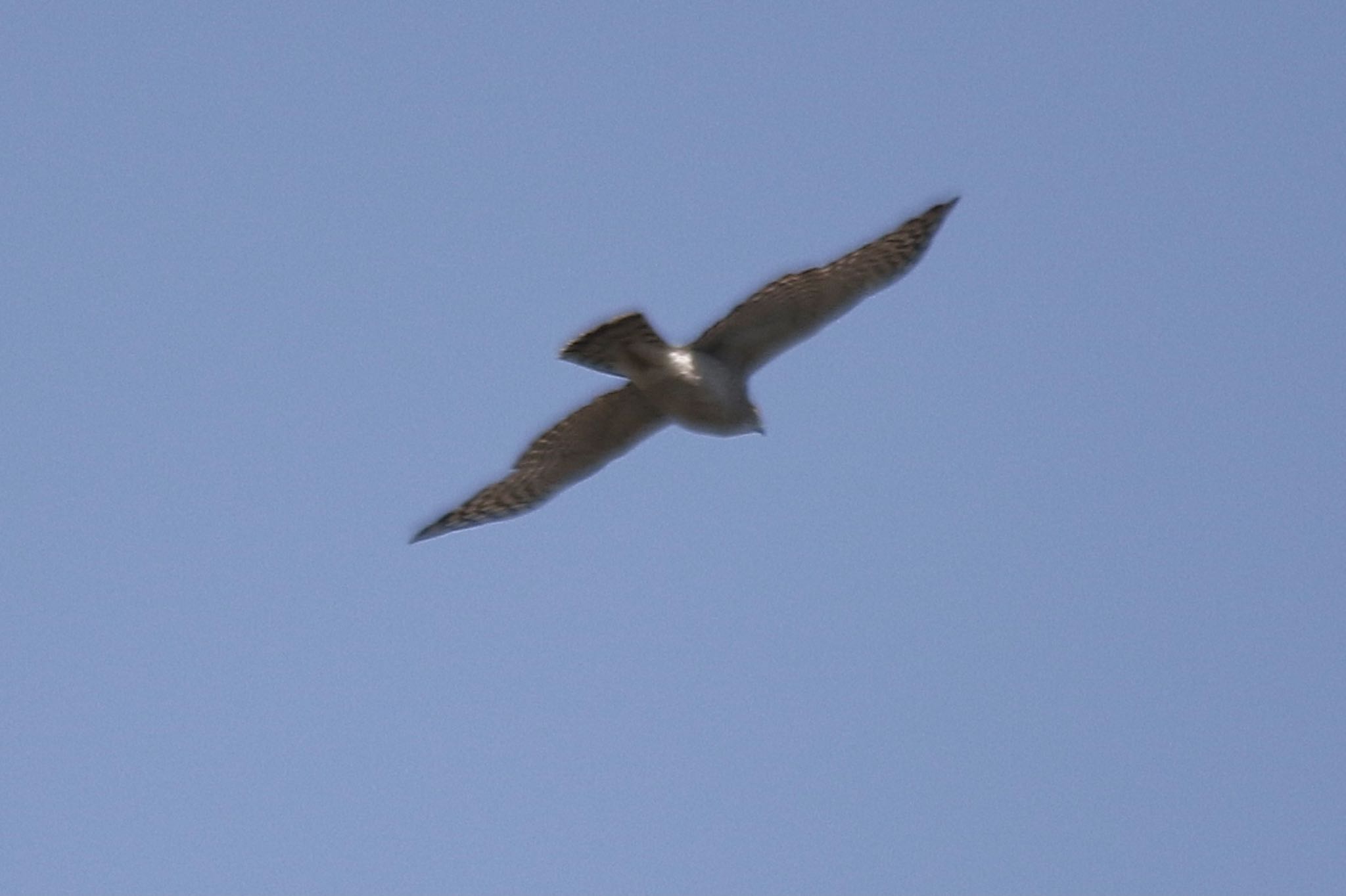 Photo of Eurasian Sparrowhawk at 周南緑地公園(山口県周南市) by たけ隊長