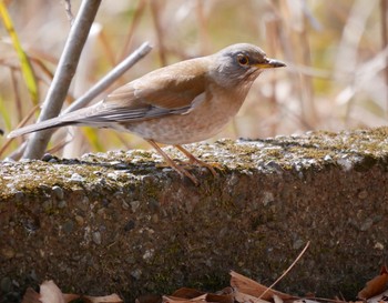 Unknown Species 江津湖 Wed, 2/21/2018