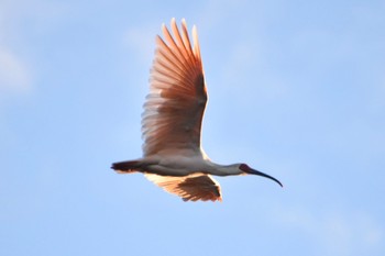 Crested Ibis 佐渡 Wed, 10/19/2022