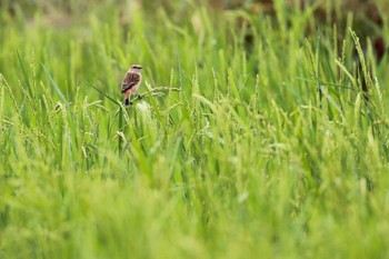 ノビタキ 埼玉県さいたま市桜区 2022年10月8日(土)