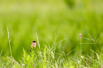 ノビタキ 埼玉県さいたま市桜区 2022年10月8日(土)