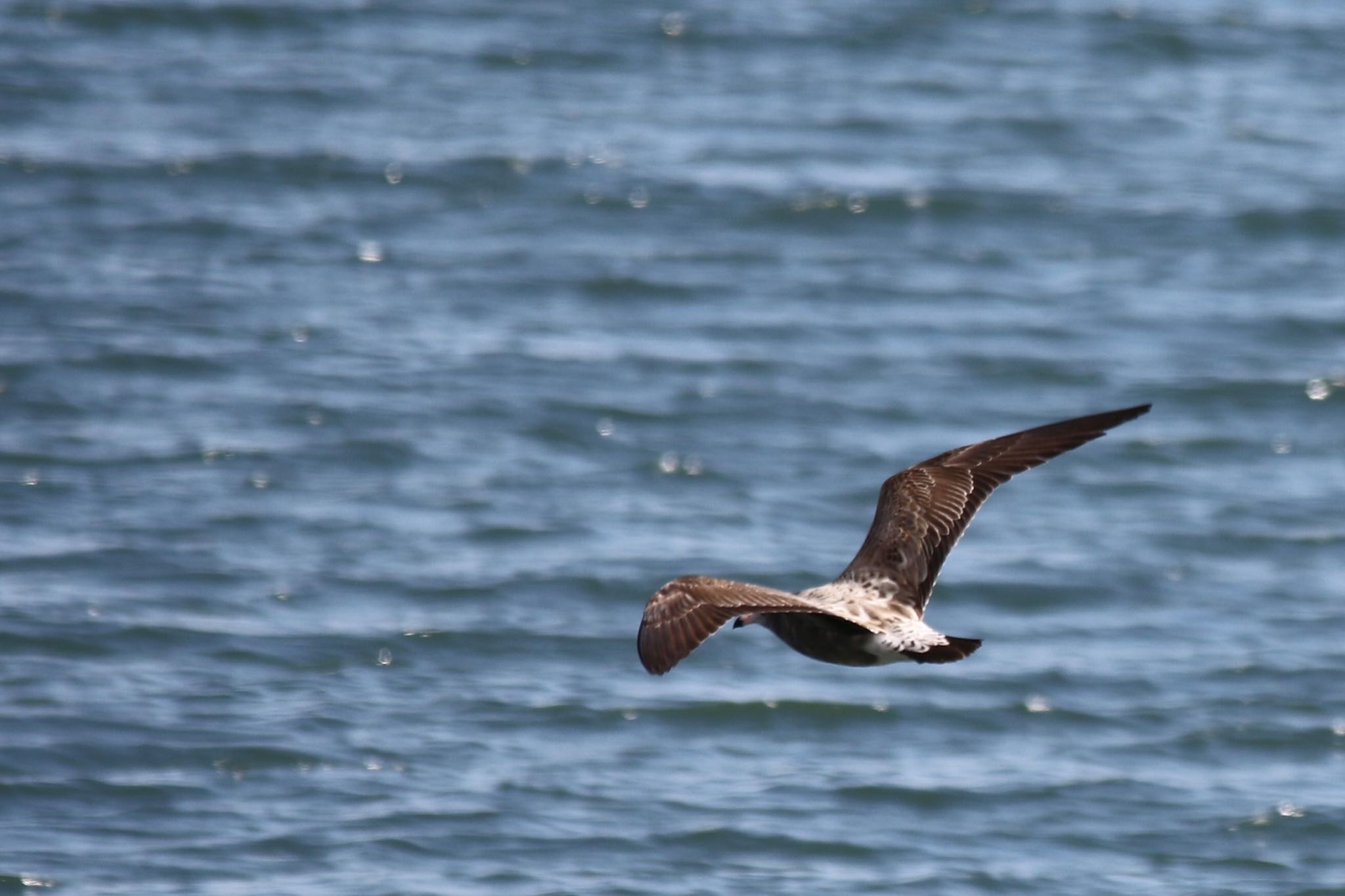 Photo of Black-tailed Gull at 尾津干拓地(山口県岩国市) by たけ隊長