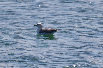 Black-tailed Gull 尾津干拓地(山口県岩国市) Tue, 10/18/2022