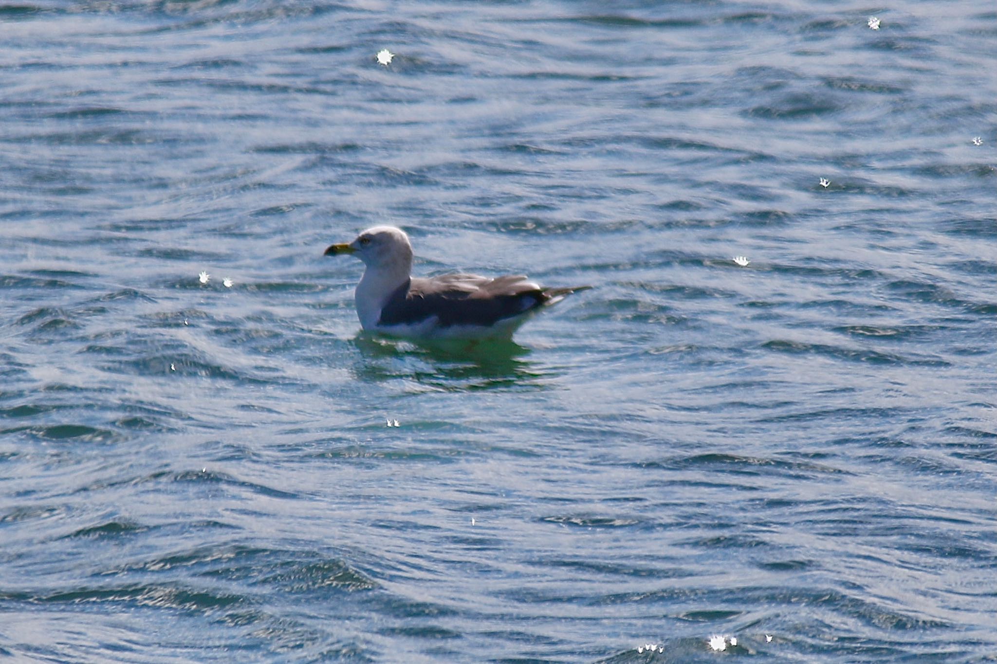 Photo of Black-tailed Gull at 尾津干拓地(山口県岩国市) by たけ隊長