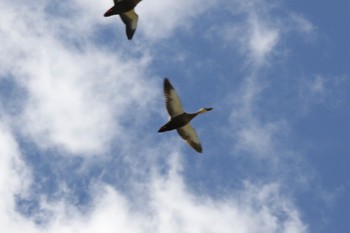 Eastern Spot-billed Duck 尾津干拓地(山口県岩国市) Tue, 10/18/2022