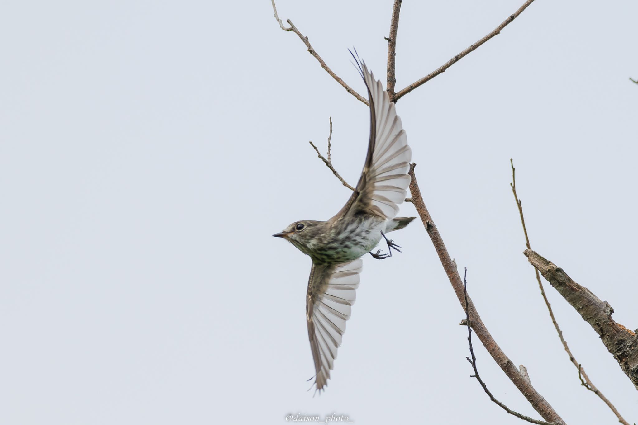 東京港野鳥公園 エゾビタキの写真 by Daison