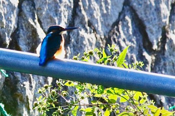 Common Kingfisher 周南緑地公園(山口県周南市) Thu, 10/20/2022