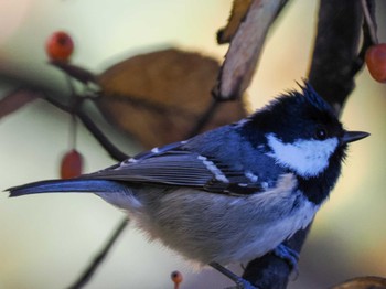 2022年10月20日(木) 福井緑地(札幌市西区)の野鳥観察記録