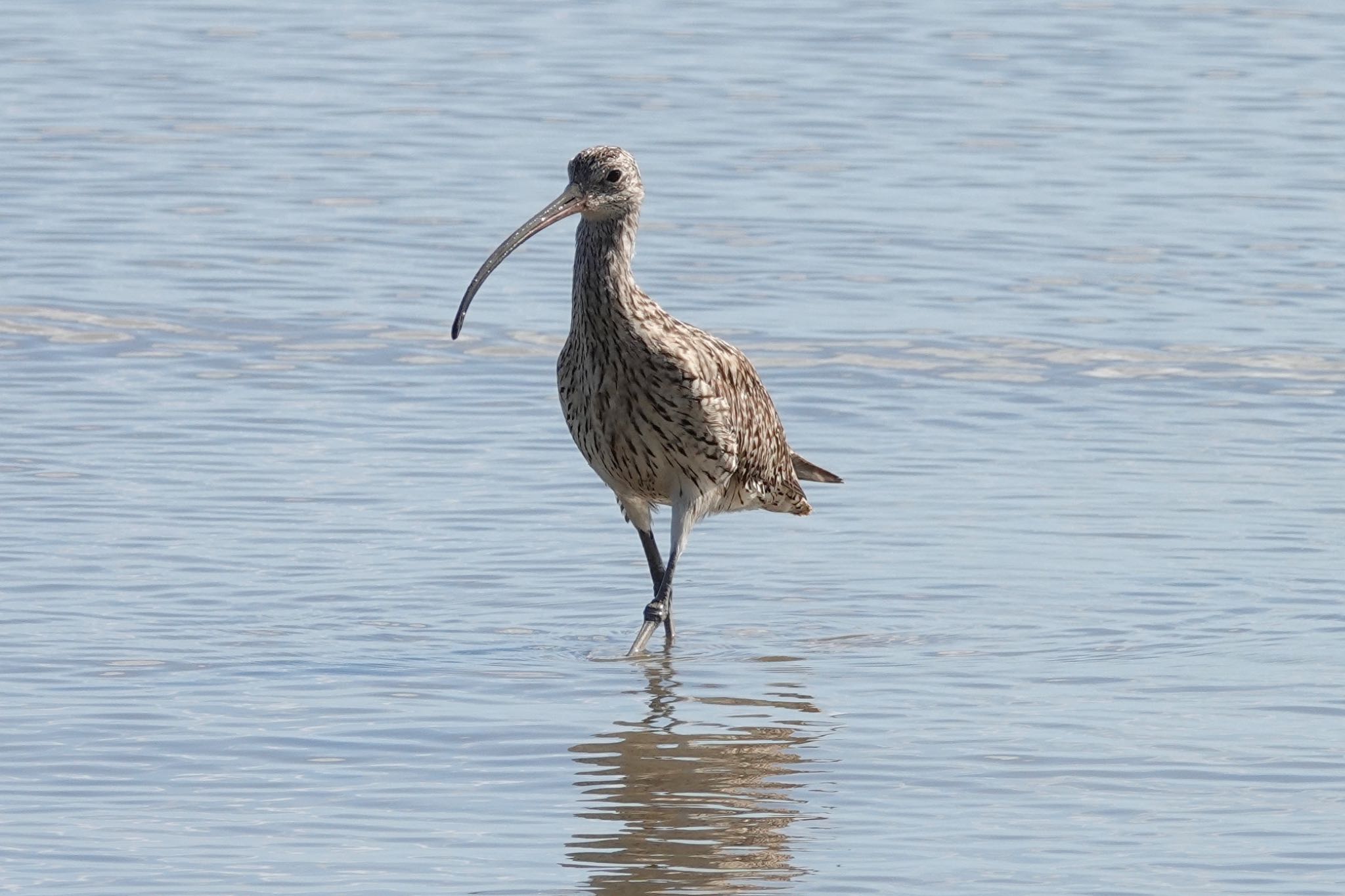 Far Eastern Curlew