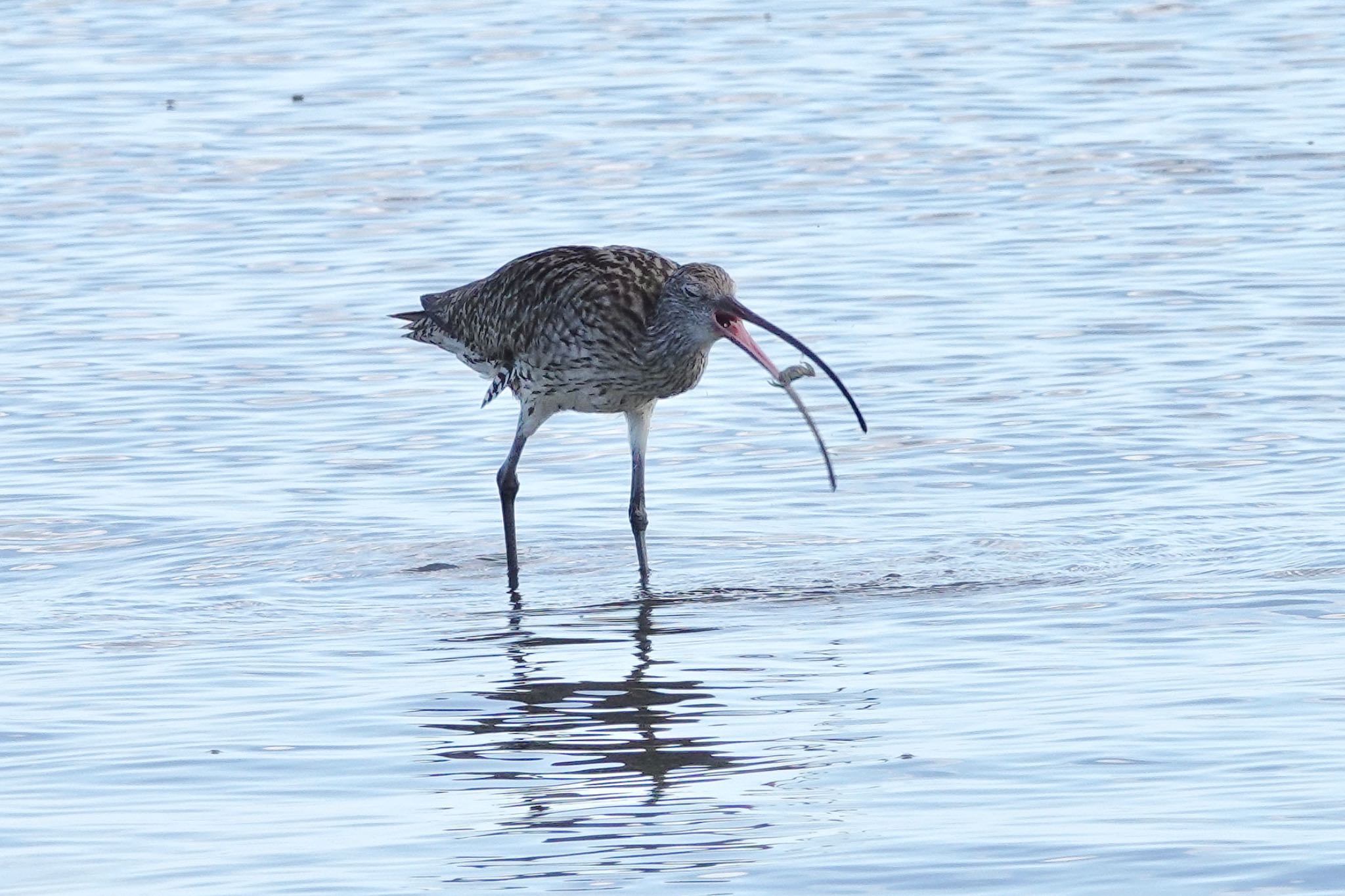 Far Eastern Curlew